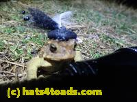 /home//u458753944/public_html/sourcegallery///////Roxborough Toad Detour/2022/2022-03-07/P3070856.JPG
